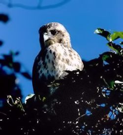 Hawaiian-Hawk Hawaiian-Hawk